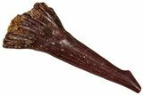 Fossil Sawfish (Onchopristis) Rostral Barb - Morocco #298228-1